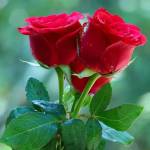 Tayyaba Profile Picture