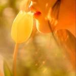 Prachi profile picture