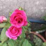 Laxmi R profile picture